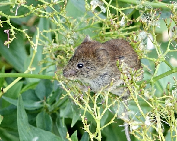 vole